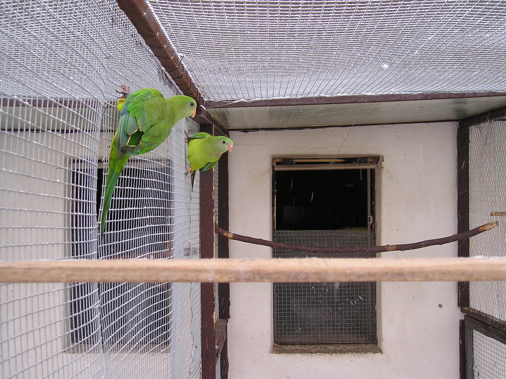011 - Papoušek nádherný.JPG