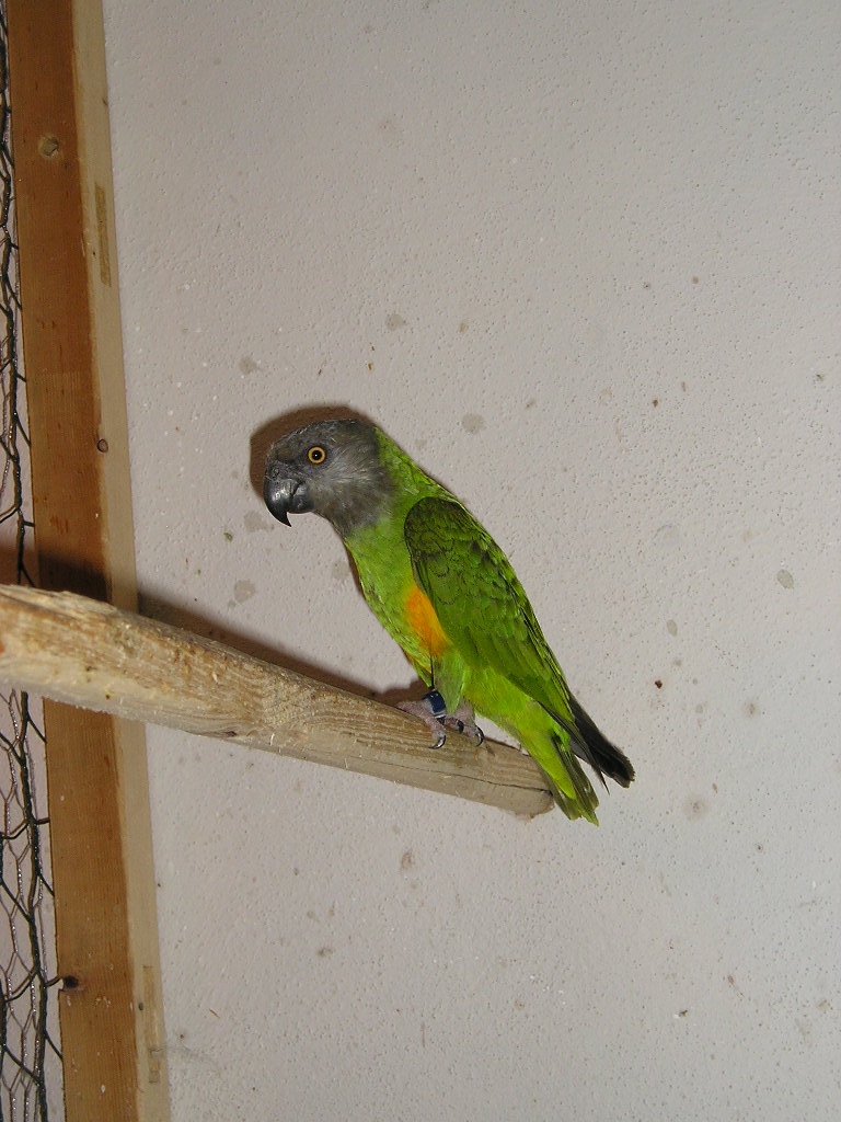 005 - Papoušek senegalský.JPG