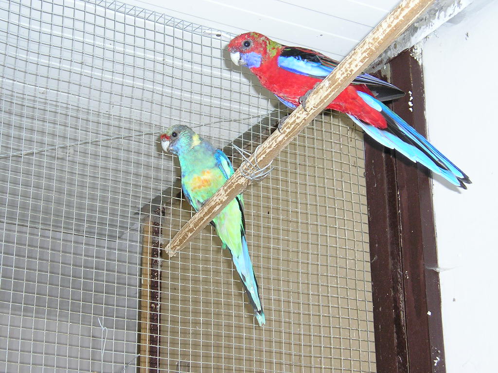 004 - Rozela Penant.JPG